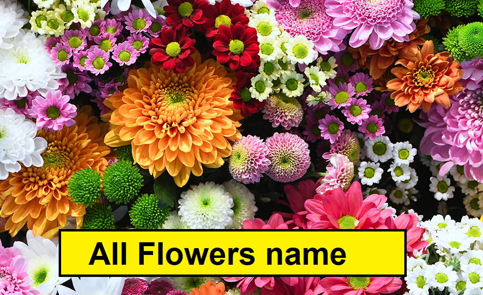 Flower name in hindi and English 