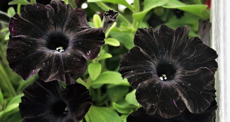 10+ Black Colour flowers name in English and Hindi (काले रंग के फूलों ...