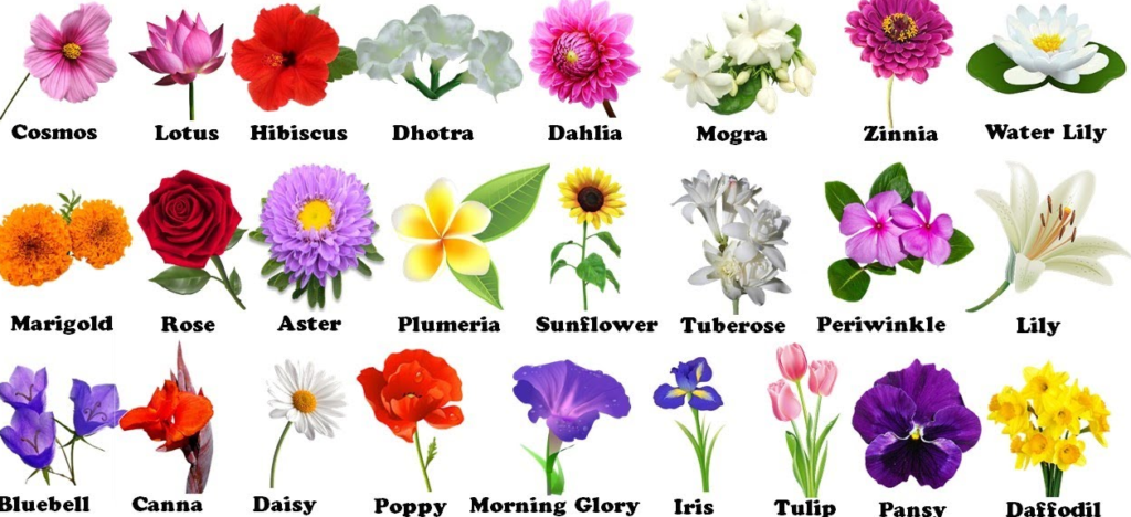 80+ flowers name in English with pictures