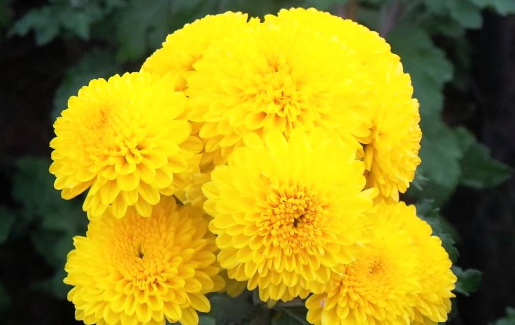 15-yellow-colour-flowers-name-in-english-and-hindi